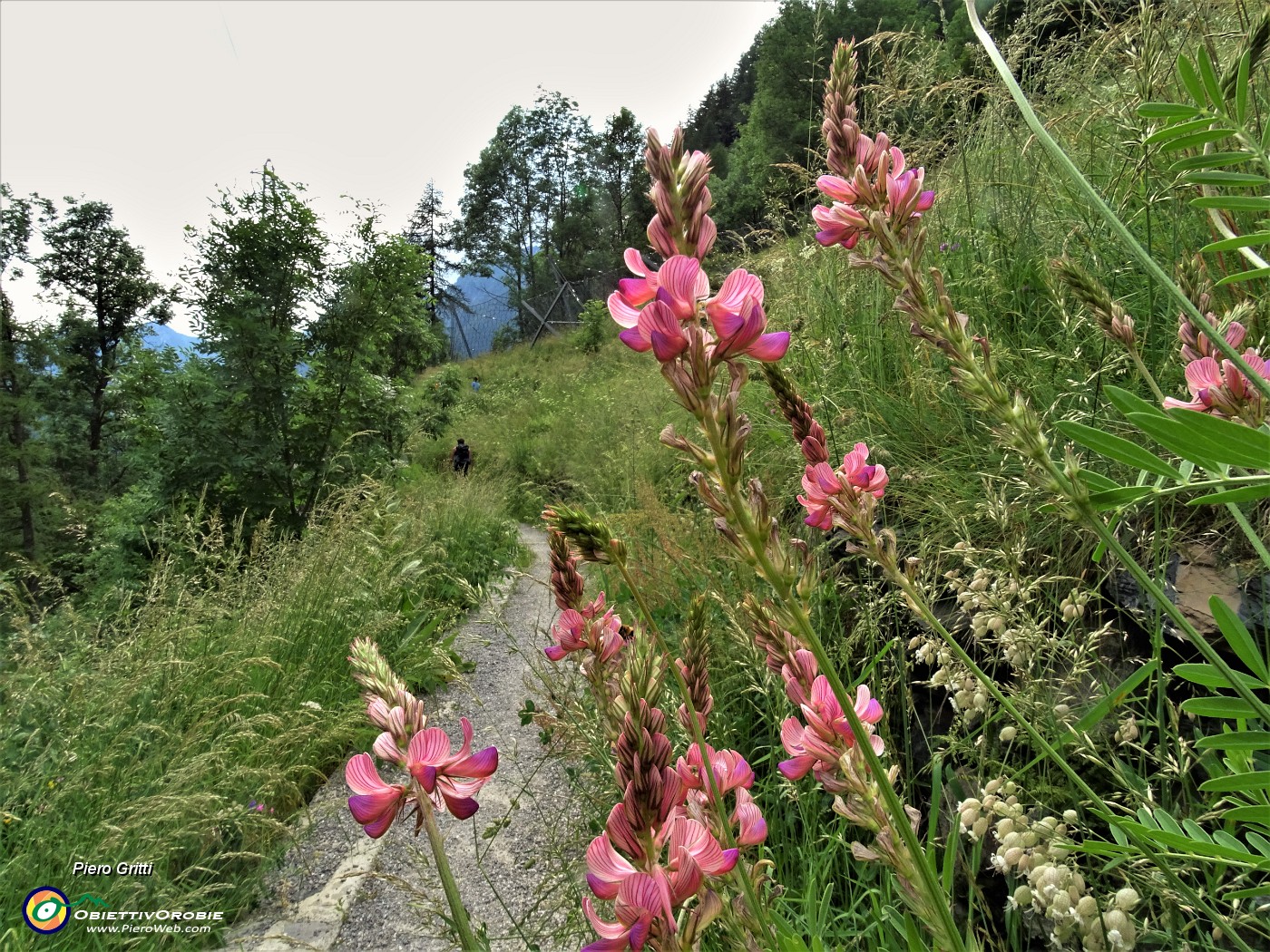 99 Bei fiori al termine della nostra bella escursione.JPG